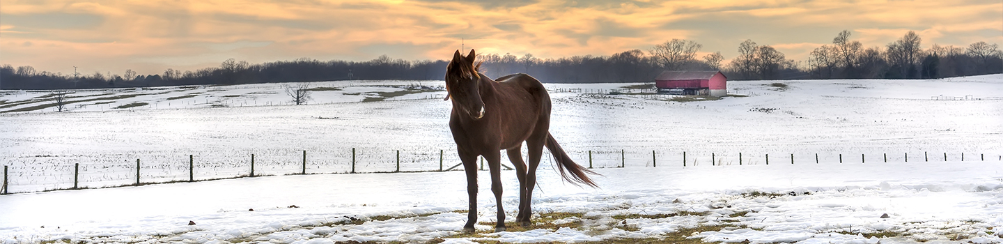 horse standing on snowy field